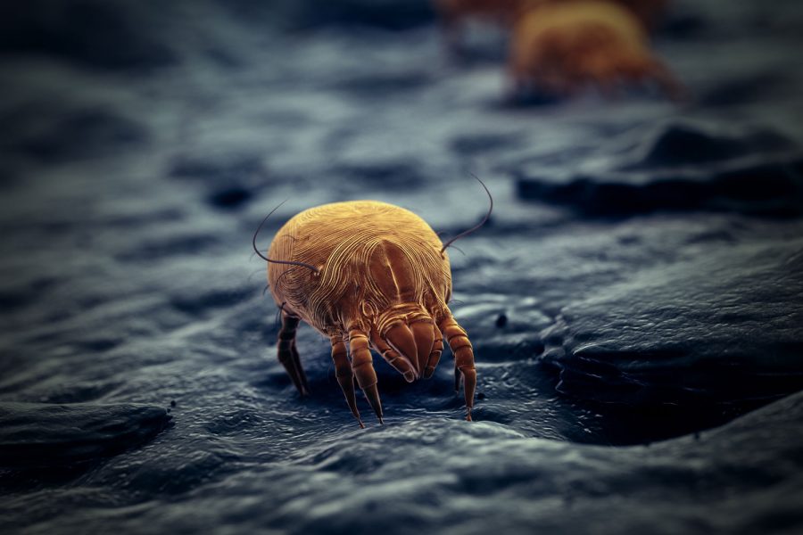 Allergie aux acariens